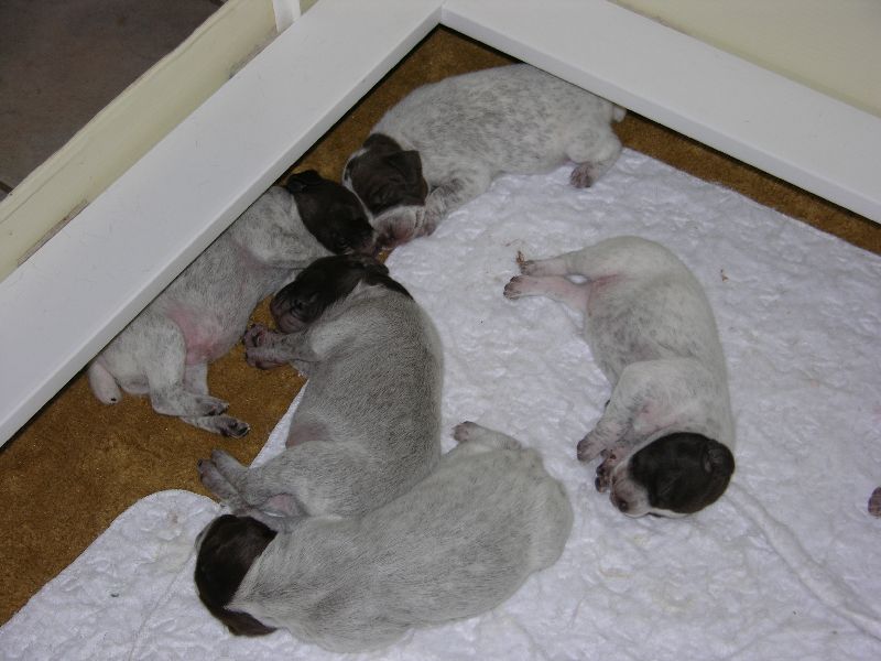 litter1.jpg