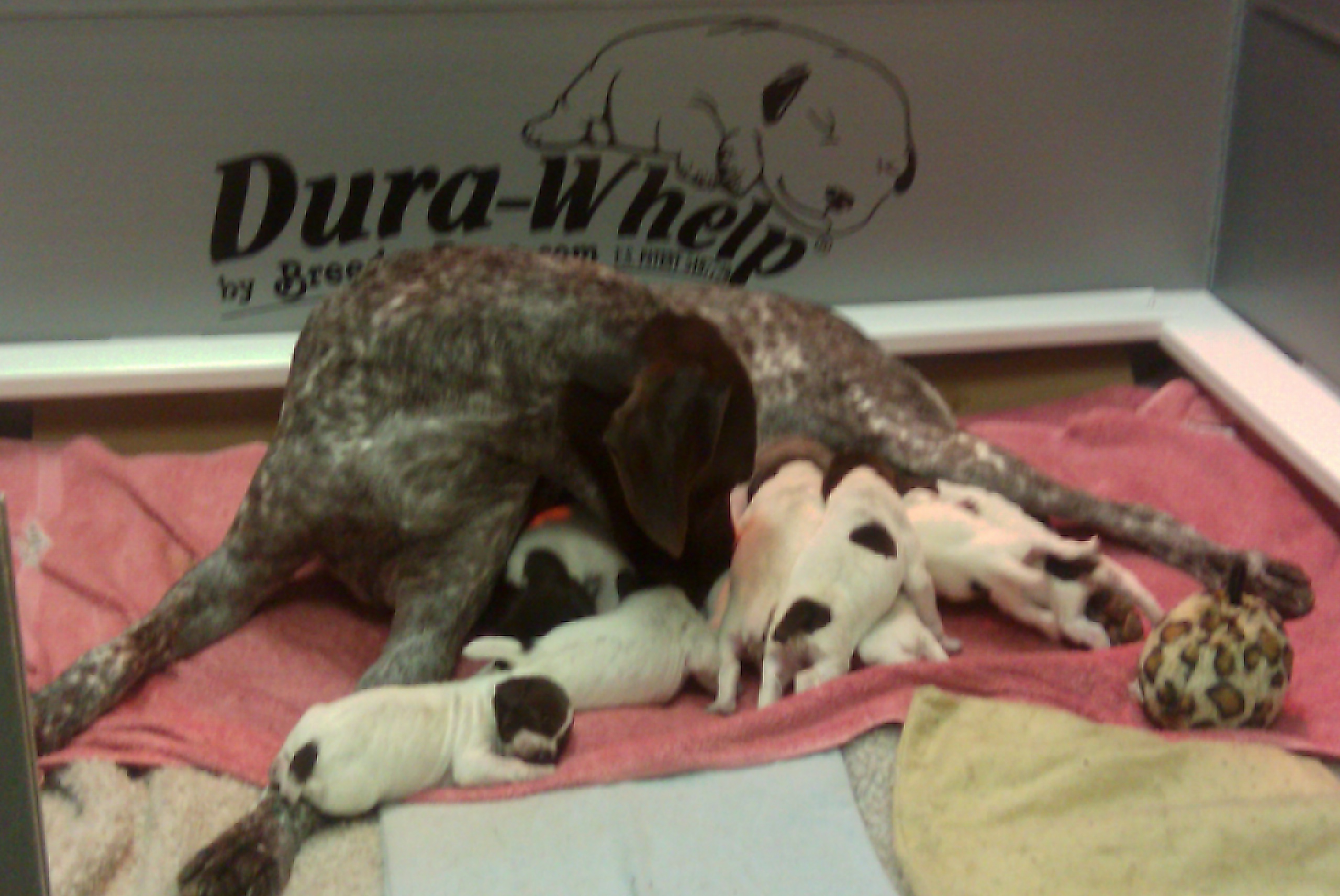 puppies1.jpg