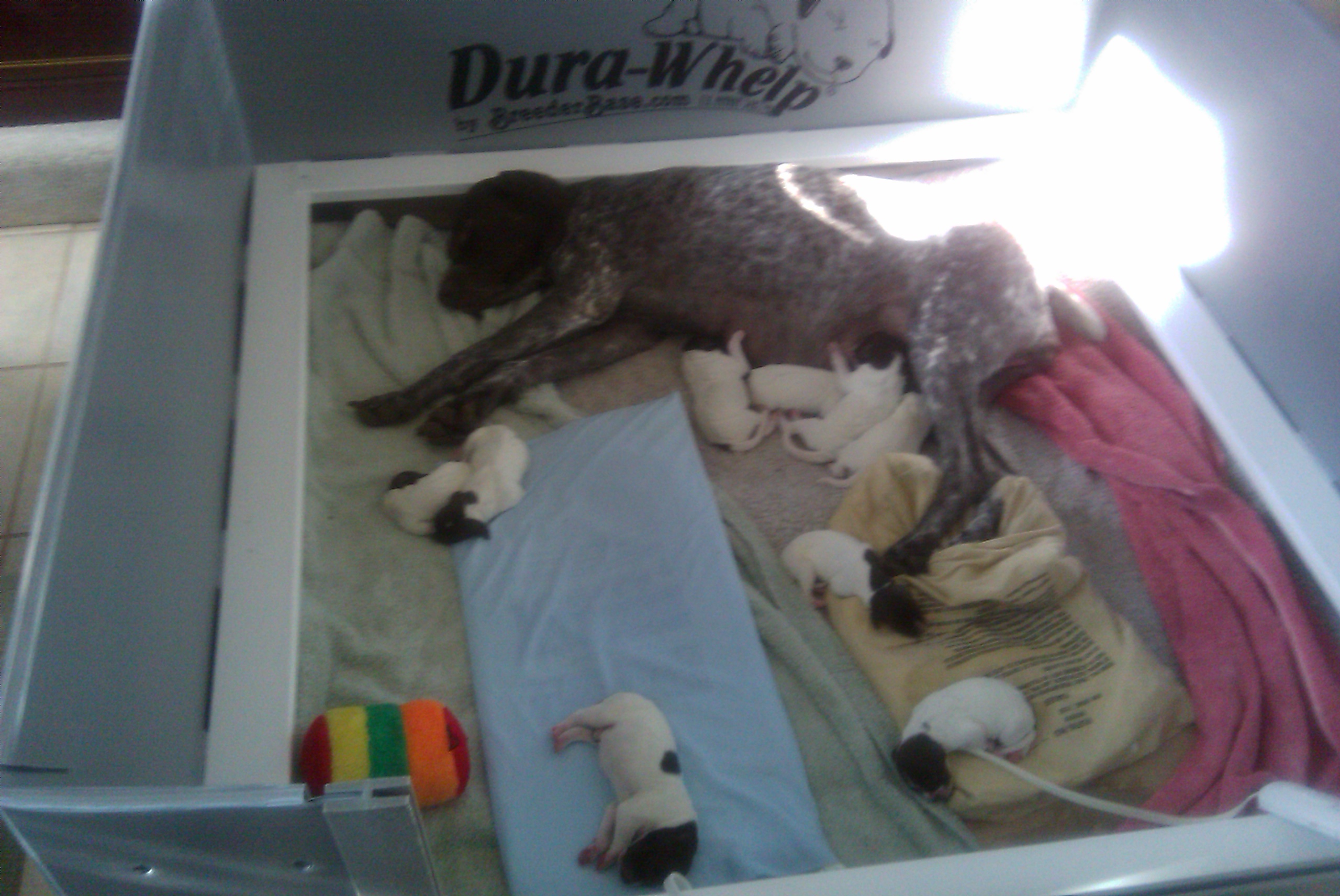 puppies2.jpg